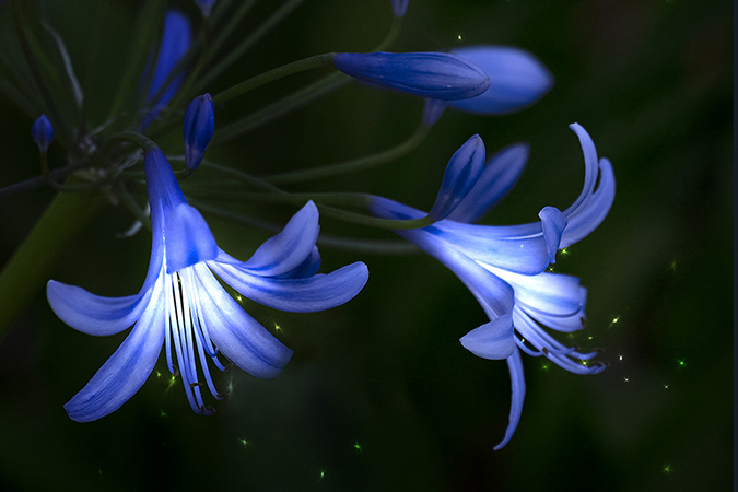 DSCF1890-SIZ-3×2-for-EBOS-Agapanthus-Fairy-Light-Magic-3.4-2023.07.22-1